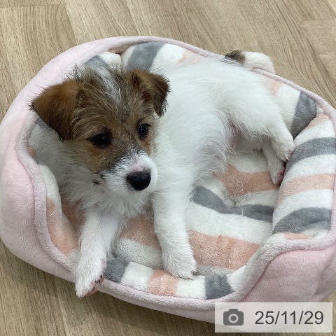 ジャック・ラッセル・テリアの写真