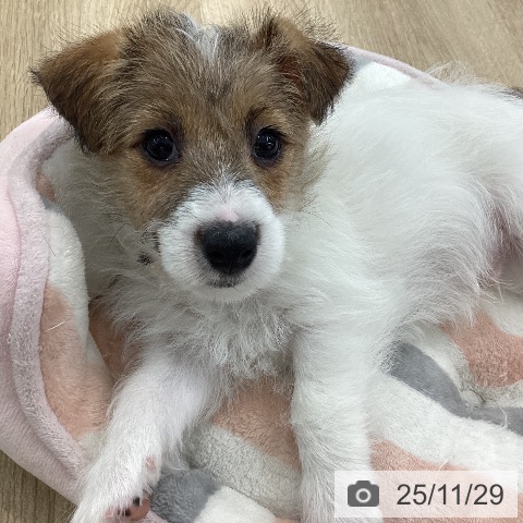 ジャック・ラッセル・テリアの写真