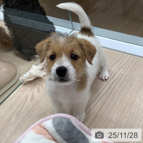 ジャック・ラッセル・テリアの写真