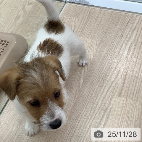 ジャック・ラッセル・テリアの写真