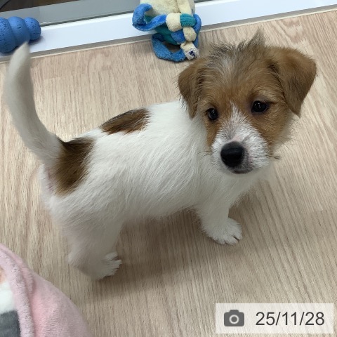 ジャック・ラッセル・テリアの写真