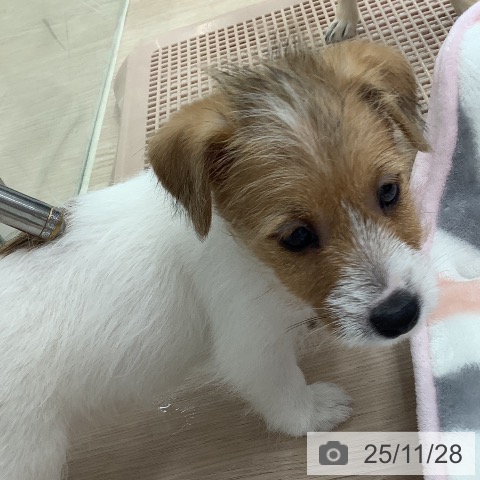 ジャック・ラッセル・テリアの写真