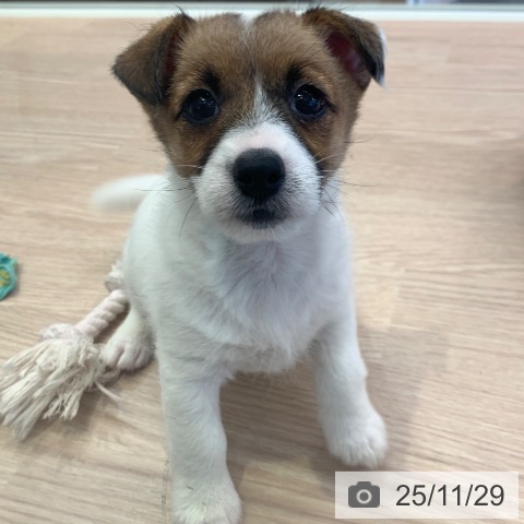 ジャック・ラッセル・テリアの写真