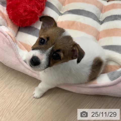 ジャック・ラッセル・テリアの写真