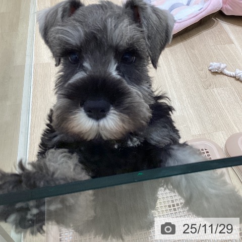 ミニチュア・シュナウザーの写真