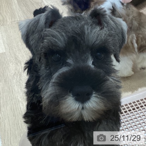 ミニチュア・シュナウザーの写真