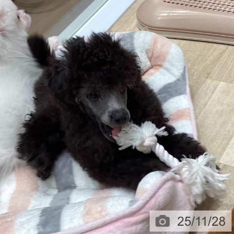 東京都のトイプードル(トイ) (ペットプラス 立川高島屋S.C.店/2025年9月25日生まれ/男の子/シルバー)の子犬の4枚目の画像