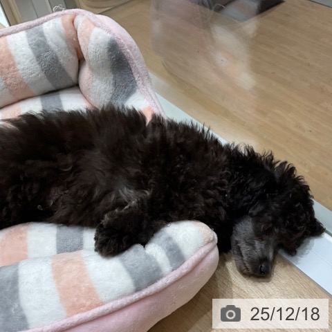 東京都のトイプードル(トイ) (ペットプラス 立川高島屋S.C.店/2025年9月25日生まれ/男の子/シルバー)の子犬の4枚目の画像