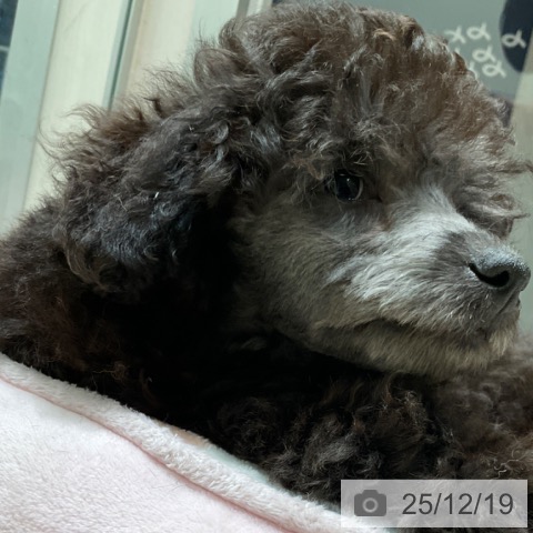 東京都のトイプードル(トイ) (ペットプラス 立川高島屋S.C.店/2025年9月25日生まれ/男の子/シルバー)の子犬の4枚目の画像