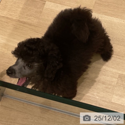 東京都のトイプードル(トイ) (ペットプラス 立川高島屋S.C.店/2025年9月25日生まれ/男の子/シルバー)の子犬の3枚目の画像