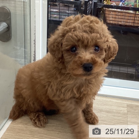 トイ・プードルの写真