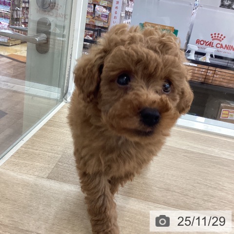 トイ・プードルの写真