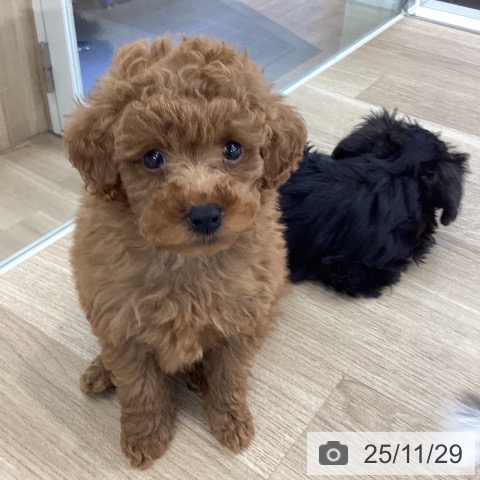 トイ・プードルの写真