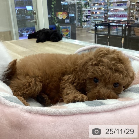 トイ・プードルの写真