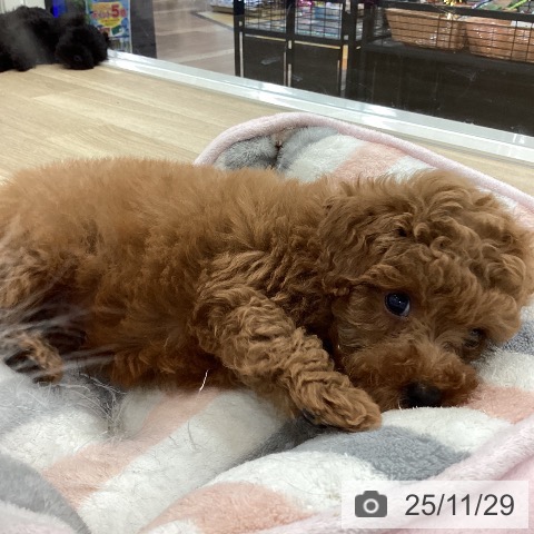 トイ・プードルの写真