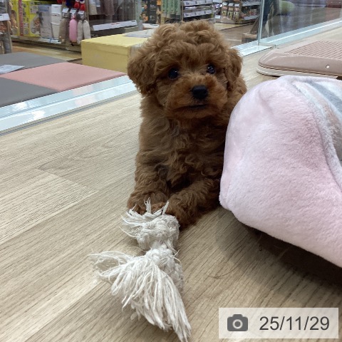 トイ・プードルの写真