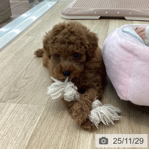 トイ・プードルの写真