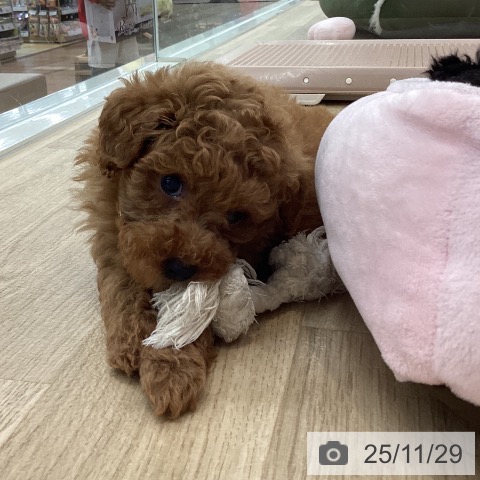 トイ・プードルの写真