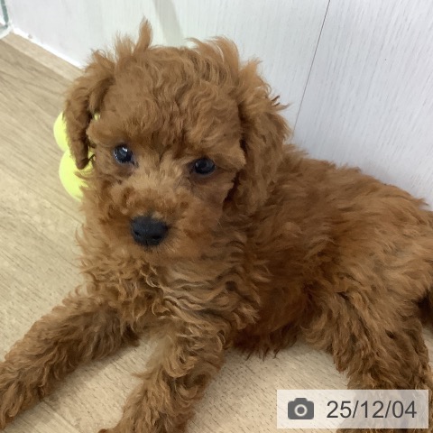 トイ・プードルの写真