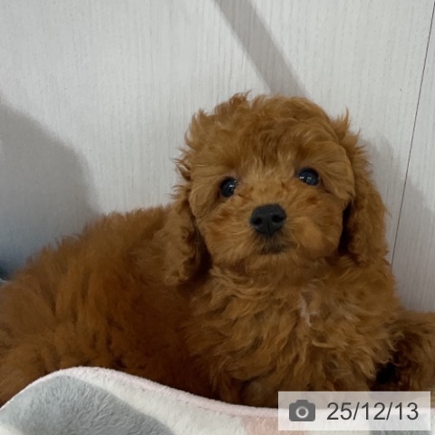 トイ・プードルの写真