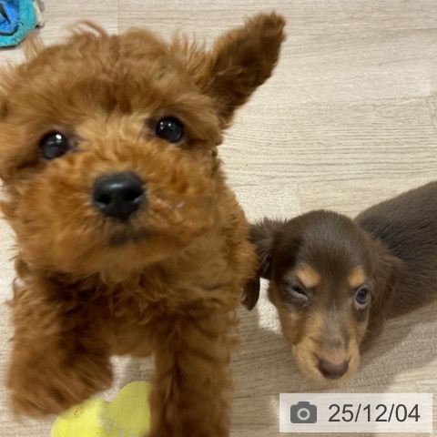 トイ・プードルの写真