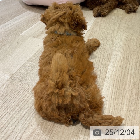 トイ・プードルの写真