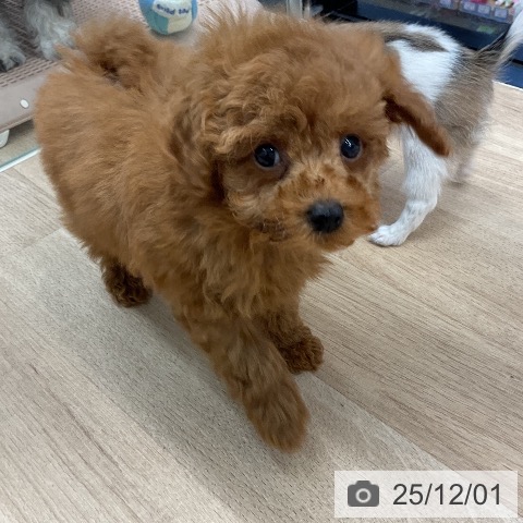 神奈川県のトイプードル(トイ) (ペットプラス 武蔵小杉店/2025年9月18日生まれ/男の子/レッド)の子犬の3枚目の画像