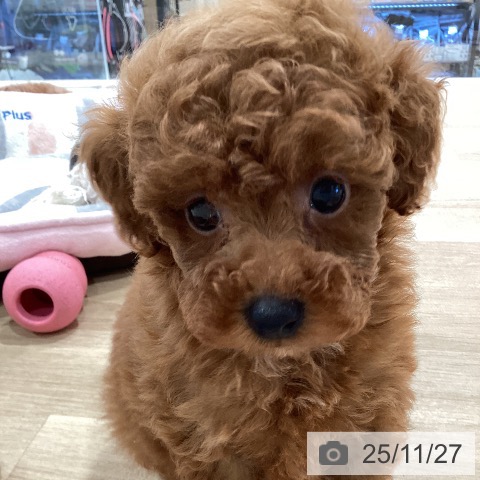 トイ・プードルの写真