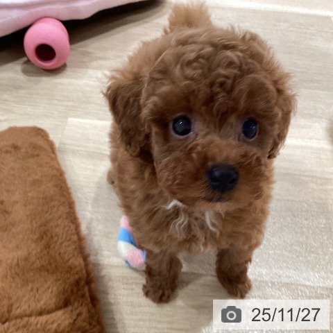 トイ・プードルの写真