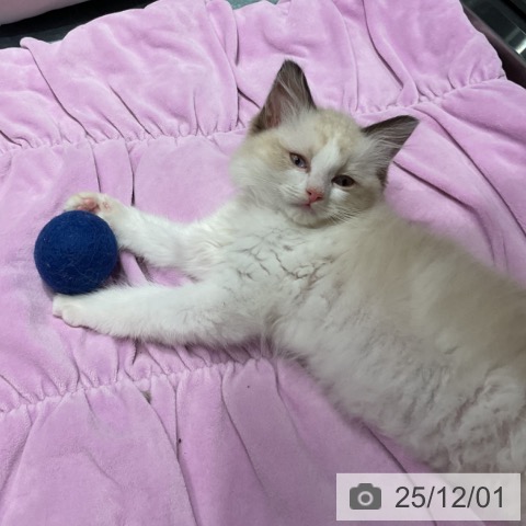 埼玉県のラグドール (ペットプラス コクーンシティ店/2025年9月25日生まれ/女の子/シールポイントバイカラー)の子猫の4枚目の画像