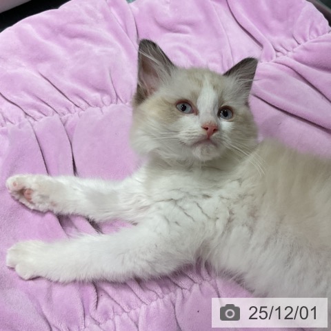 埼玉県のラグドール (ペットプラス コクーンシティ店/2025年9月25日生まれ/女の子/シールポイントバイカラー)の子猫の3枚目の画像