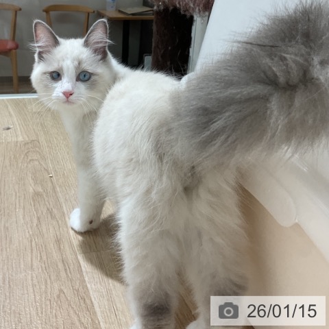 長野県のラグドール (ペットプラス 長野店/2025年9月8日生まれ/男の子/シールポイントバイカラー)の子猫の4枚目の画像