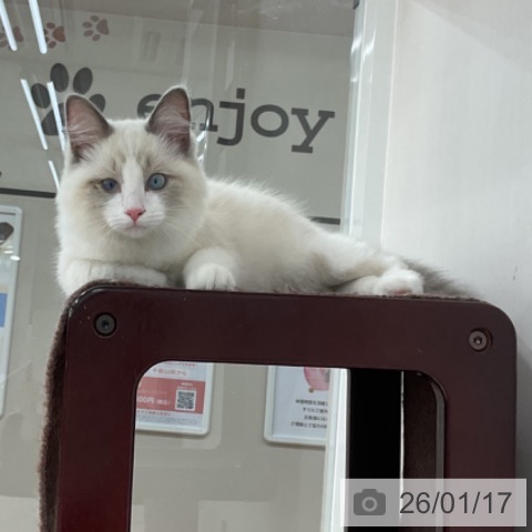 長野県のラグドール (ペットプラス 長野店/2025年9月8日生まれ/男の子/シールポイントバイカラー)の子猫の4枚目の画像