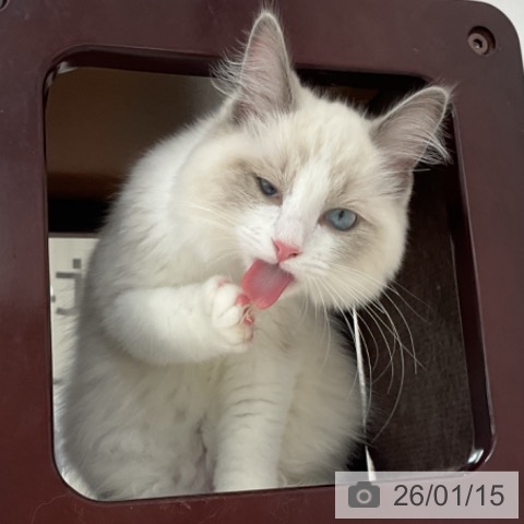 長野県のラグドール (ペットプラス 長野店/2025年9月8日生まれ/男の子/シールポイントバイカラー)の子猫の3枚目の画像