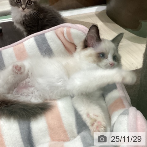 ラグドールの写真