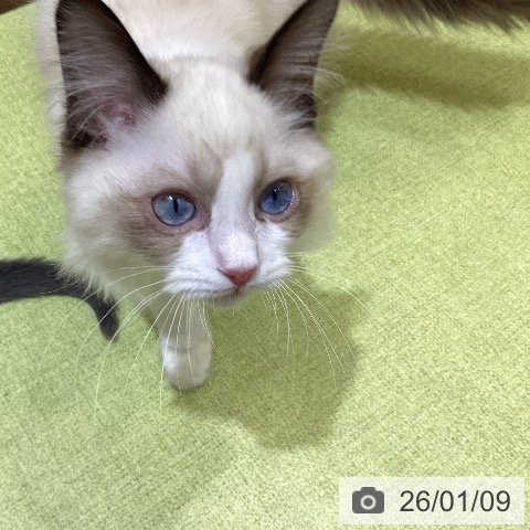 埼玉県のラグドール (ペットプラス 羽生店/2025年9月8日生まれ/男の子/ブルーポイントバイカラー)の子猫の4枚目の画像