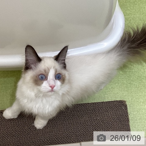 埼玉県のラグドール (ペットプラス 羽生店/2025年9月8日生まれ/男の子/ブルーポイントバイカラー)の子猫の3枚目の画像