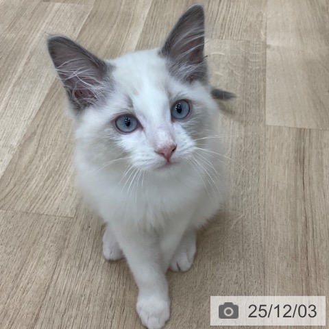 長野県のラグドール (ペットプラス 上田店/2025年9月9日生まれ/男の子/ブルーポイントバイカラー)の子猫の3枚目の画像