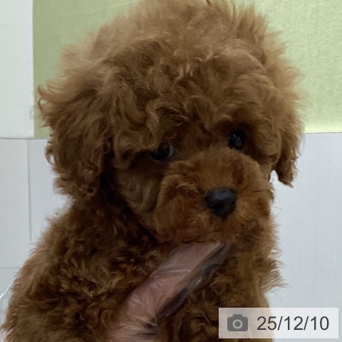 トイ・プードルの写真