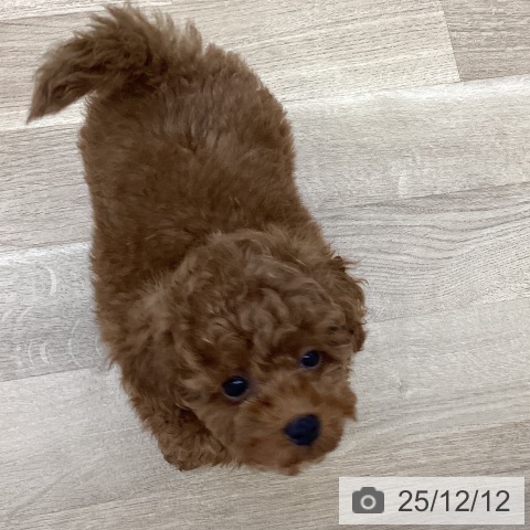 山梨県のトイプードル(トイ) (ペットプラス 甲府昭和店/2025年9月26日生まれ/男の子/レッド)の子犬の3枚目の画像