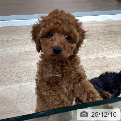 千葉県のトイプードル(トイ) (ペットプラス 木更津店/2025年9月20日生まれ/男の子/レッド)の子犬の4枚目の画像