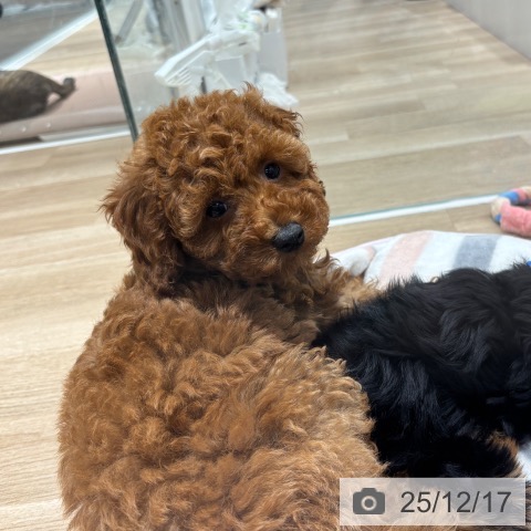 千葉県のトイプードル(トイ) (ペットプラス 木更津店/2025年9月20日生まれ/男の子/レッド)の子犬の3枚目の画像