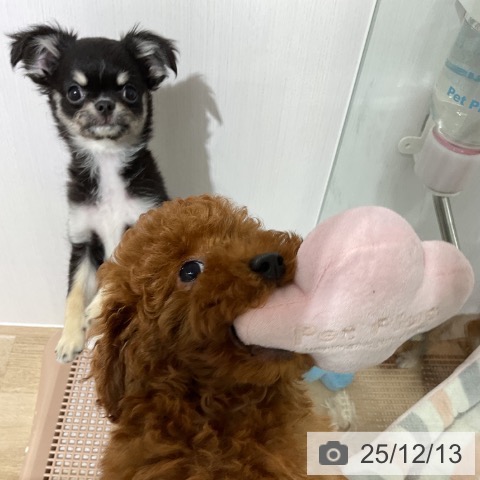 長野県のトイプードル(トイ) (ペットプラス 長野店/2025年9月20日生まれ/男の子/レッド)の子犬の4枚目の画像