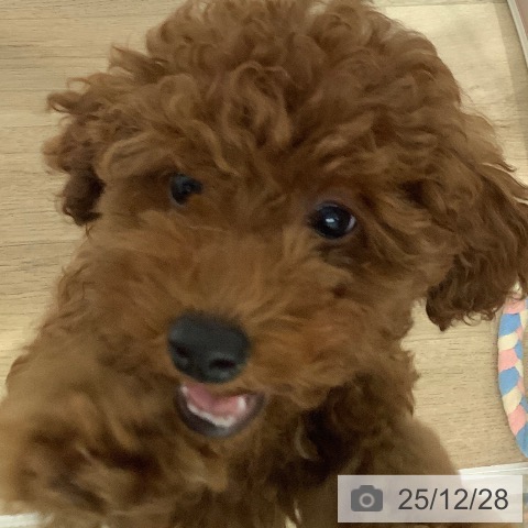 長野県のトイプードル(トイ) (ペットプラス 長野店/2025年9月20日生まれ/男の子/レッド)の子犬の4枚目の画像