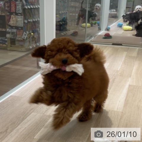 長野県のトイプードル(トイ) (ペットプラス 長野店/2025年9月20日生まれ/男の子/レッド)の子犬の4枚目の画像