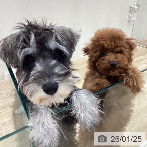 山梨県のトイプードル(トイ) (ペットプラス 甲府国母店/2025年9月20日生まれ/男の子/レッド)の子犬の4枚目の画像