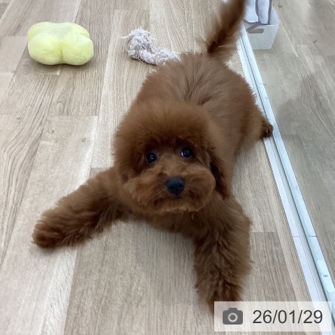 山梨県のトイプードル(トイ) (ペットプラス 甲府国母店/2025年9月20日生まれ/男の子/レッド)の子犬の4枚目の画像