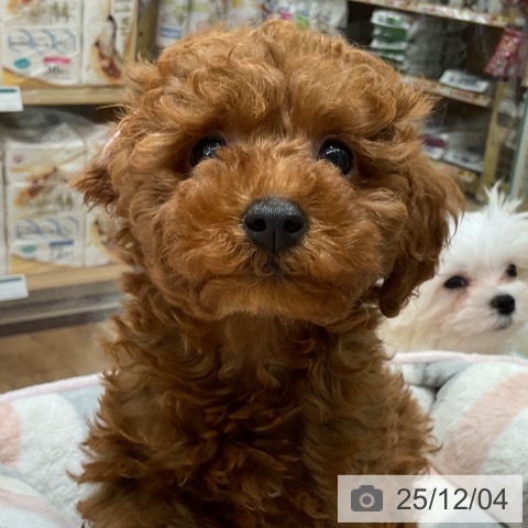 長野県のトイプードル(トイ) (ペットプラス 長野店/2025年9月20日生まれ/男の子/レッド)の子犬の3枚目の画像