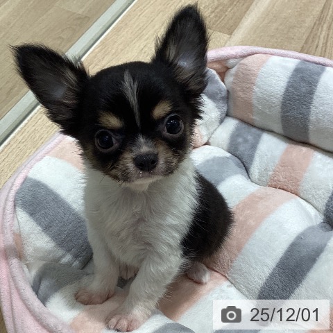 長野県のチワワ(ロング) (ペットプラス 須坂店/2025年9月19日生まれ/男の子/ブラックタンホワイト)の子犬の4枚目の画像