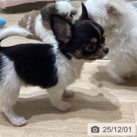 長野県のチワワ(ロング) (ペットプラス 須坂店/2025年9月19日生まれ/男の子/ブラックタンホワイト)の子犬の3枚目の画像